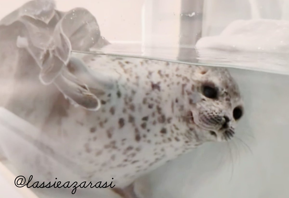 lassie99289125's tweet image. ユキちゃん Yuki
 #海遊館  #アザラシ  #seal