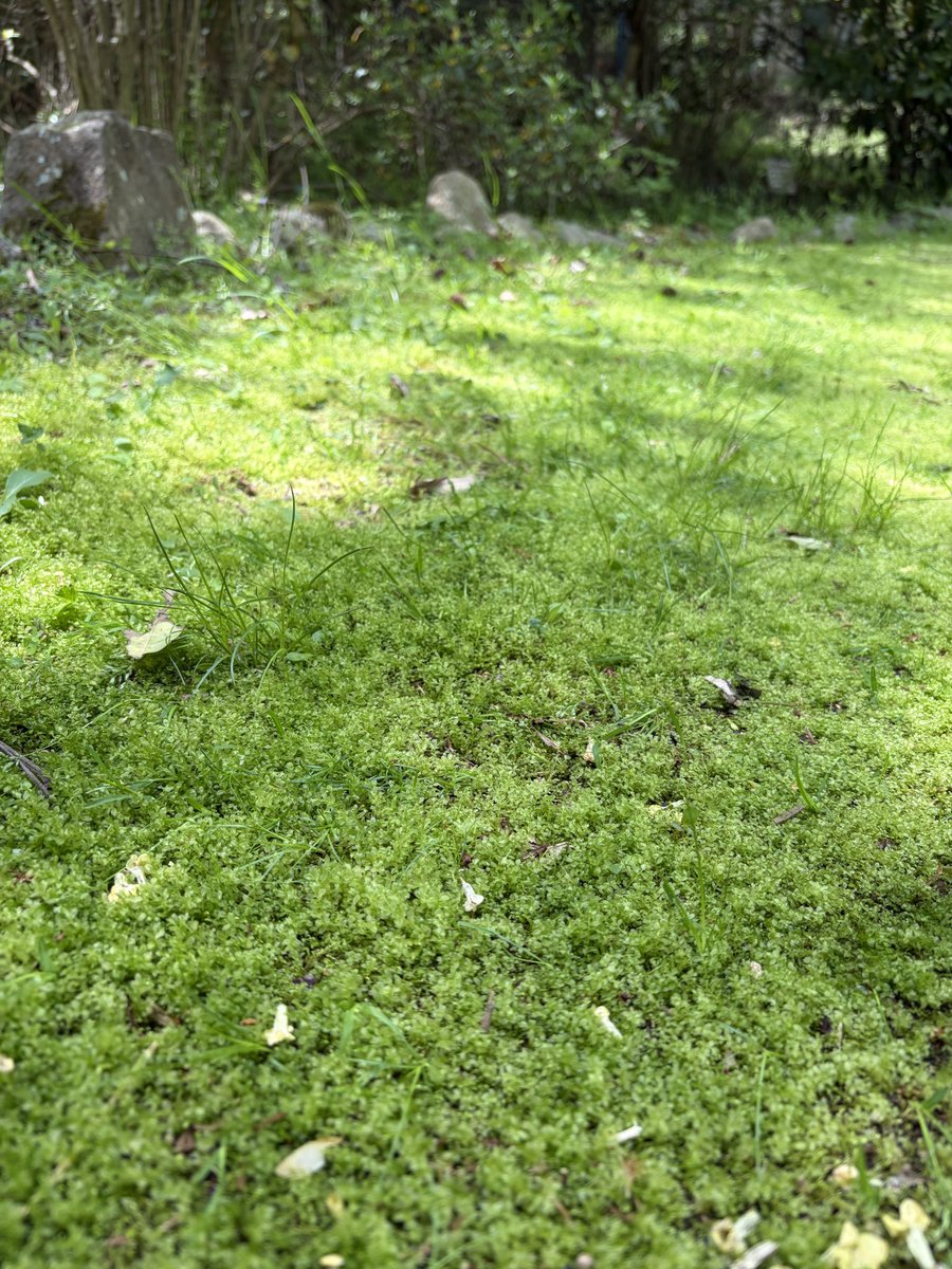心の中の植物園　宮内元子 tweet media