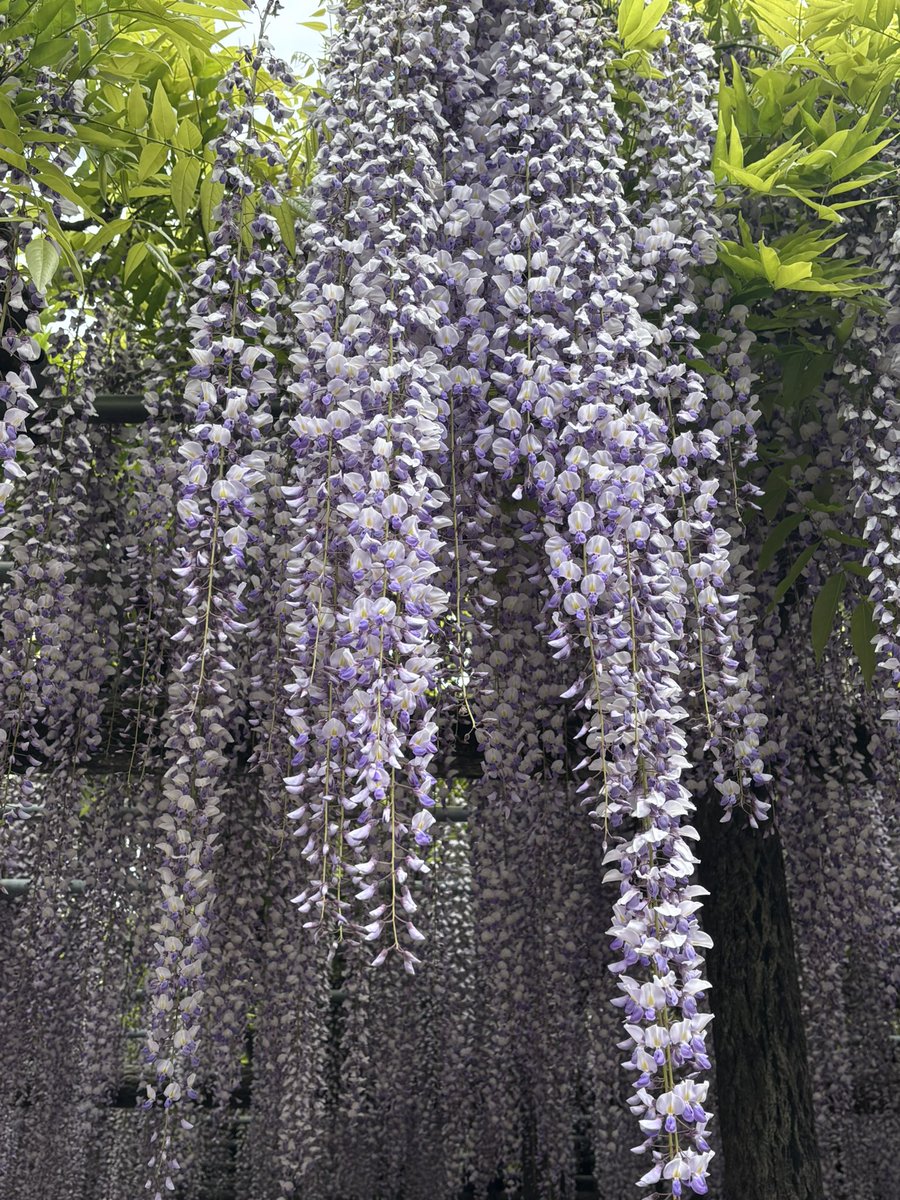 🍉あやめ🍉 tweet media