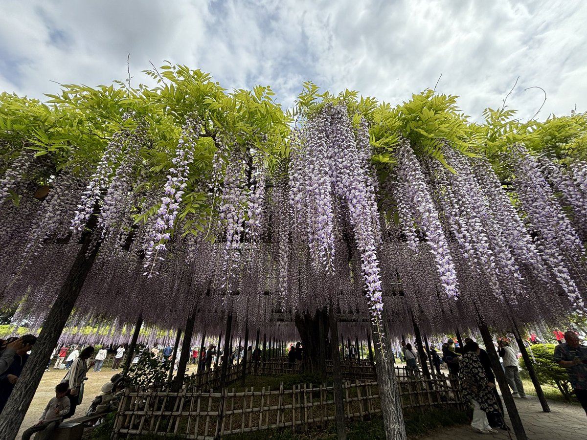 🍉あやめ🍉 tweet media