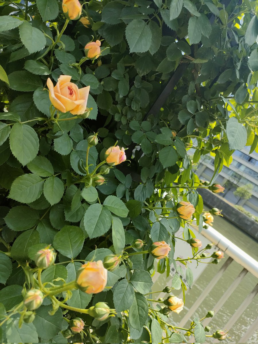 𝙼𝚊𝚍𝚘𝚔𝚊 𝙼𝚒𝚢𝚊𝚖𝚘𝚝𝚘 tweet media