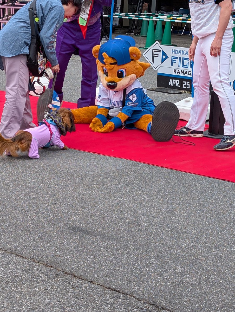 あゆ☆ぴか tweet media