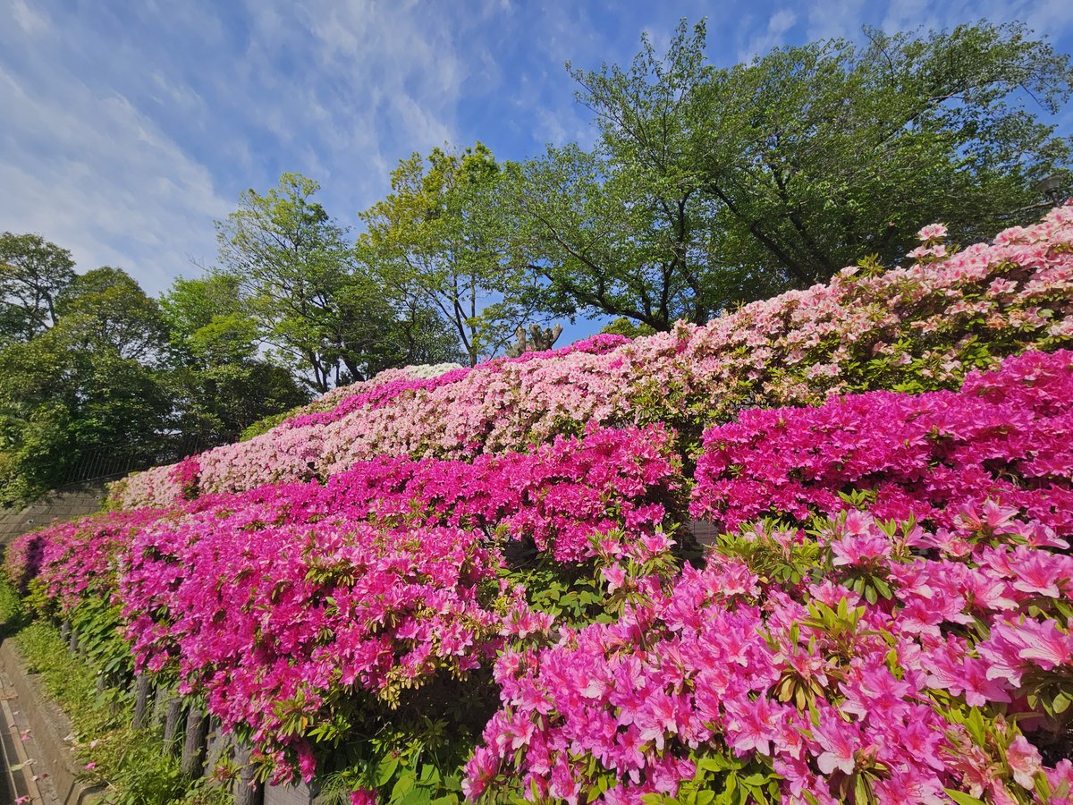 js1xiu's tweet photo. #特小チャレンジ
4/25 横浜市西区 御所山公園
交信ありがとうございました!
#特小 #SLPR DJ-P240L
かながわZS401さん@黄金町
M5📶3/M5📶2
ヨコハマII16さん@末吉橋
M5📶1/M5📶2
ヨコハマAB158さん@大久保
M5📶2/M5📶1
よこはまTA113さん@西戸部
M5📶2/M5📶2
続く https://t.co/xBtVQL5IV8
