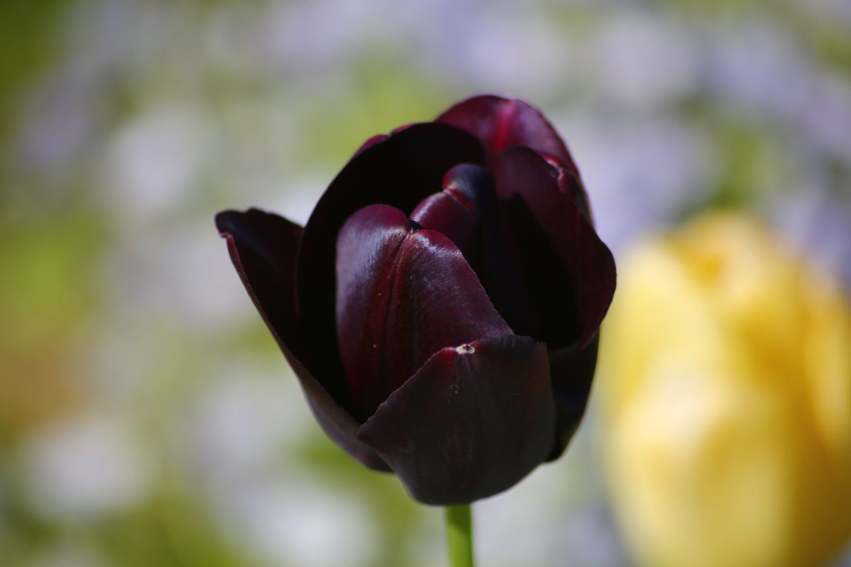 drystknights's tweet image. チューリップだって
#写真好きな人と繋がりたい #キヤノン #CANON #EOS5DMark3  #レトロ #カメラ #ファインダー越しの私の世界 #photo #photography