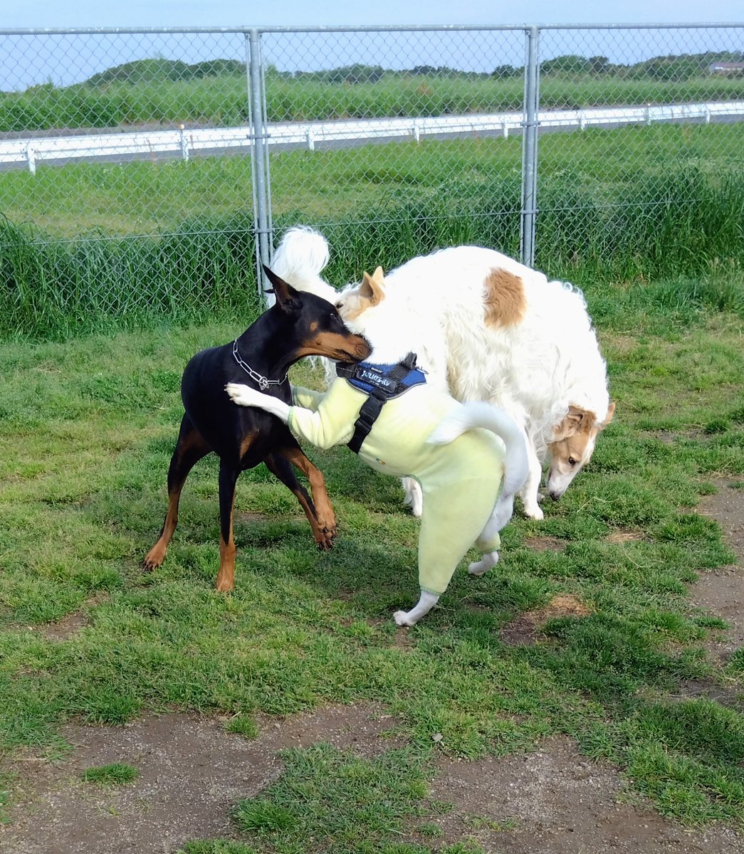 4月21日群馬で停車中にワゴンにぶつけられた（トロワだけ無事でした）
何とか館林の鯉のぼり見に行く
次の日はマザー牧場（根性で行く）
後日精密検査を受けた
股関節のダメージで右半身に力はいらず、補助杖生活しないと左半身もダメになるらしい
朝活も公園も自宅の家事も杖生活🥲
不便でも頑張ろう