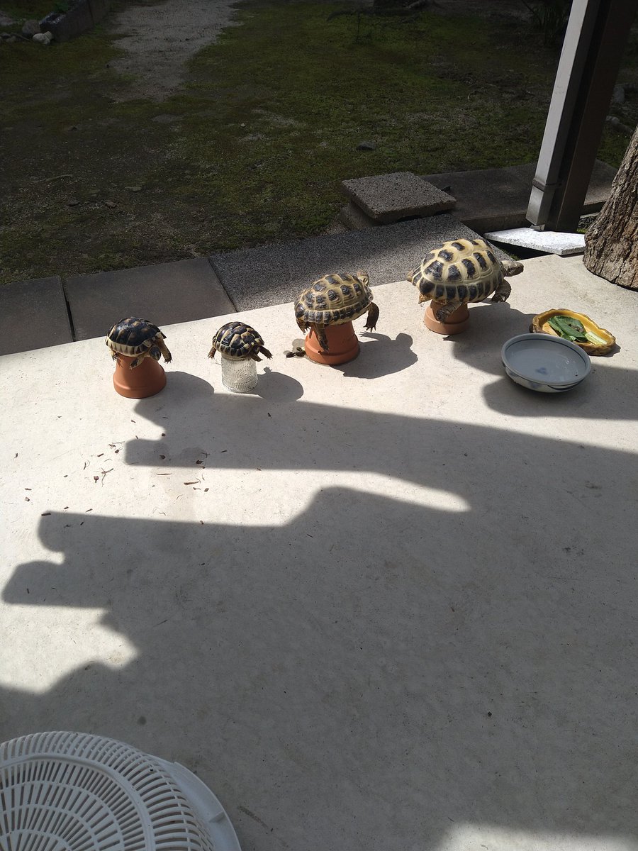 にうぎう@ちゃんこちゃんこ tweet media