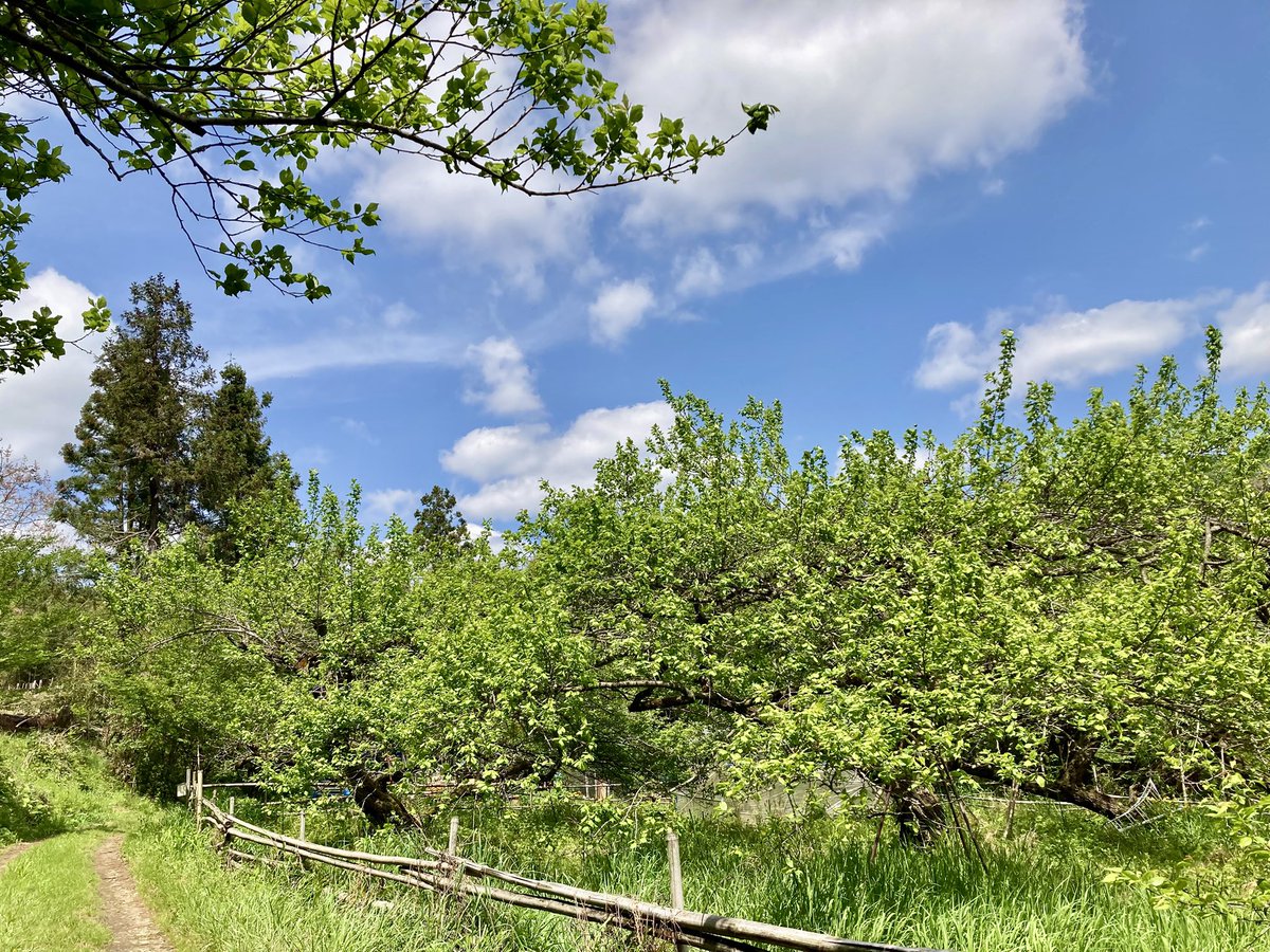 はらだみずき tweet media