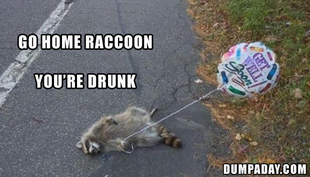 SethFromThe716's tweet photo. #EverWonder why RFK Jr. cut off a raccoon's penis? https://t.co/MmGZ7XhLI5