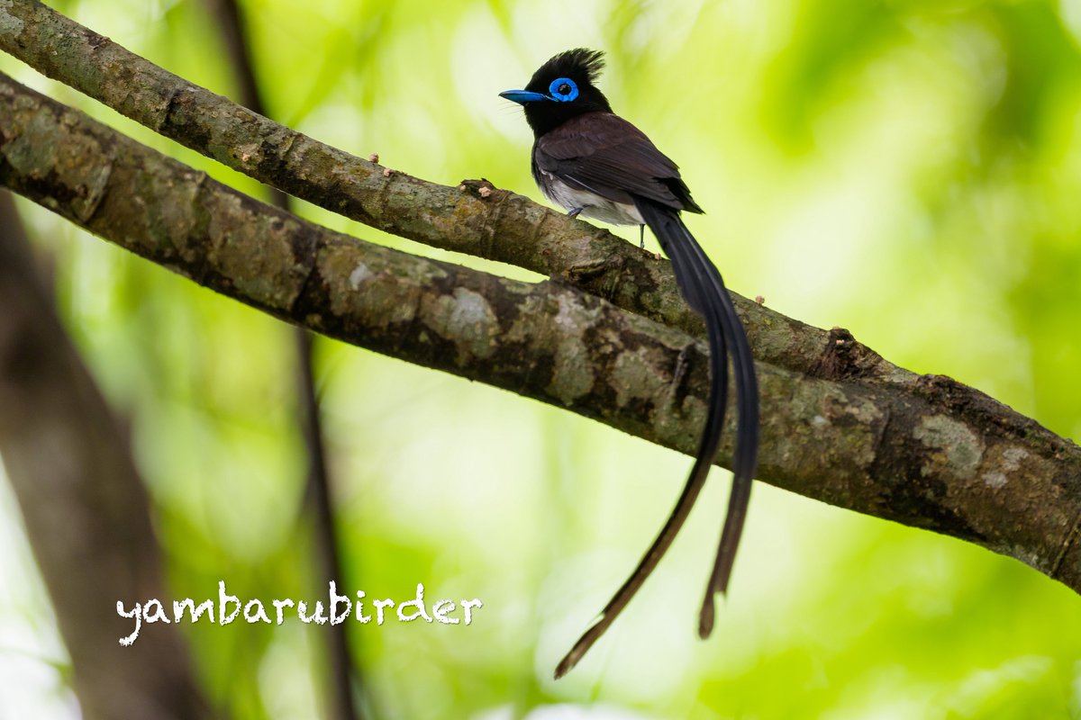 yambarubirder's tweet image. リュウキュウサンコウチョウ

#沖縄
#サンコウチョウ
#sonyalpha
