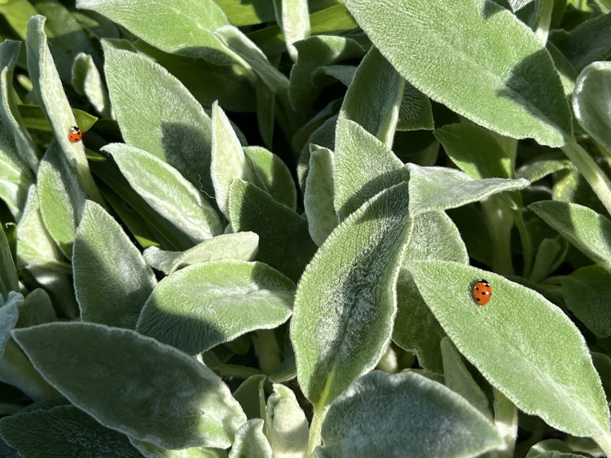 ⋆.·★ ℱₗₒᵣₐ ★·.⋆ tweet media