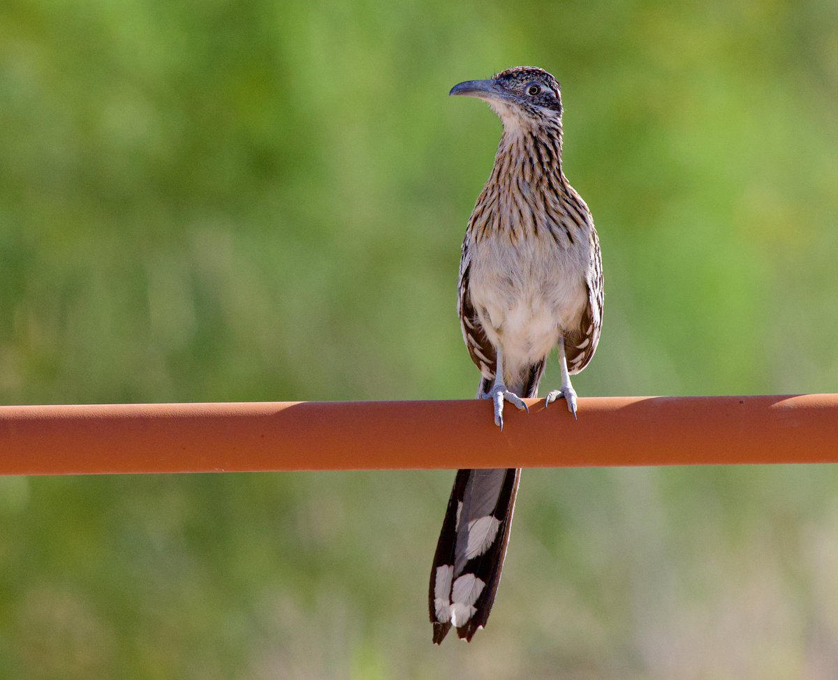 techboone's tweet photo. Greater Roadrunner https://t.co/YimGKsDzLV