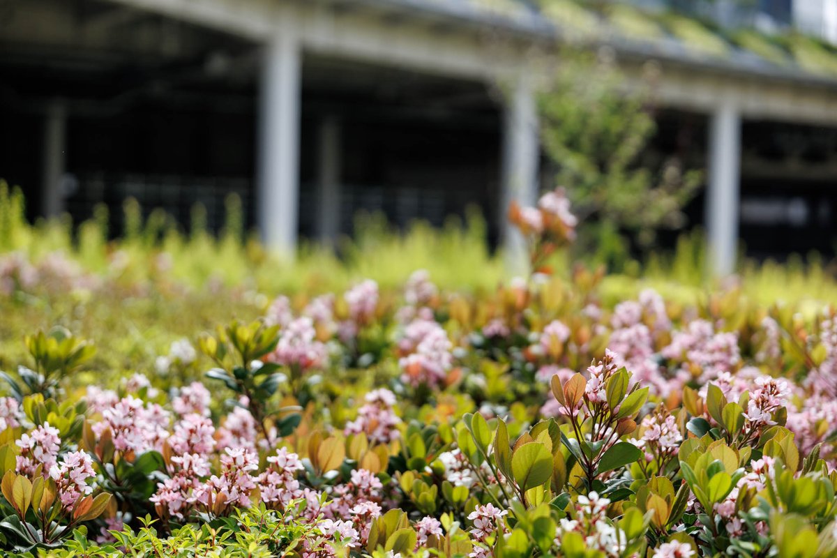 ttzlax's tweet image. 短時間ではあるけど、久しぶりにカメラを持ってうろつけた！

RF28-70mm F2.8 IS STM
#canon #eosr8