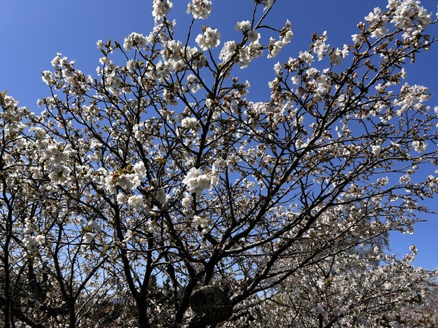 前田森林公園 tweet media