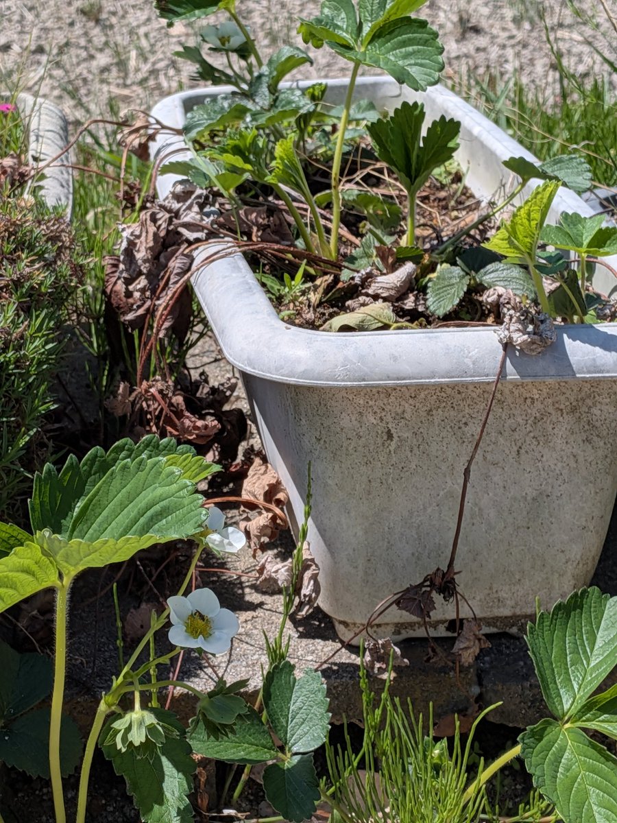 WaKanaHappiness's tweet image. #苺　#Strawberry　立派なイチゴ🍓になーれ！