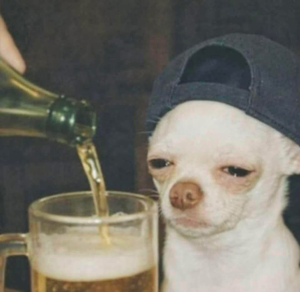 Dilo con perritos tweet media