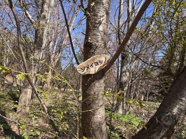 前田森林公園 tweet media