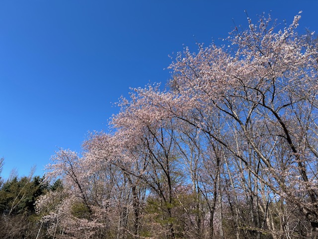前田森林公園 tweet media