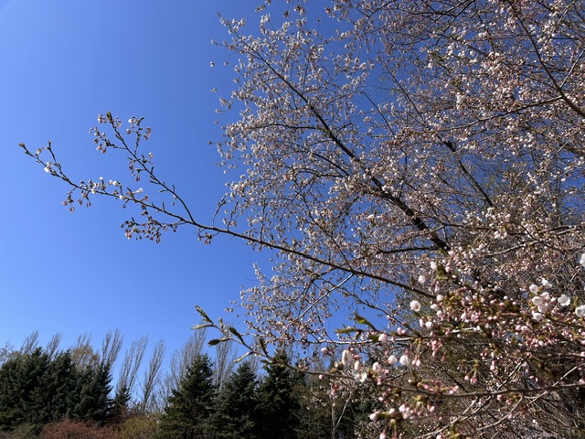 前田森林公園 tweet media
