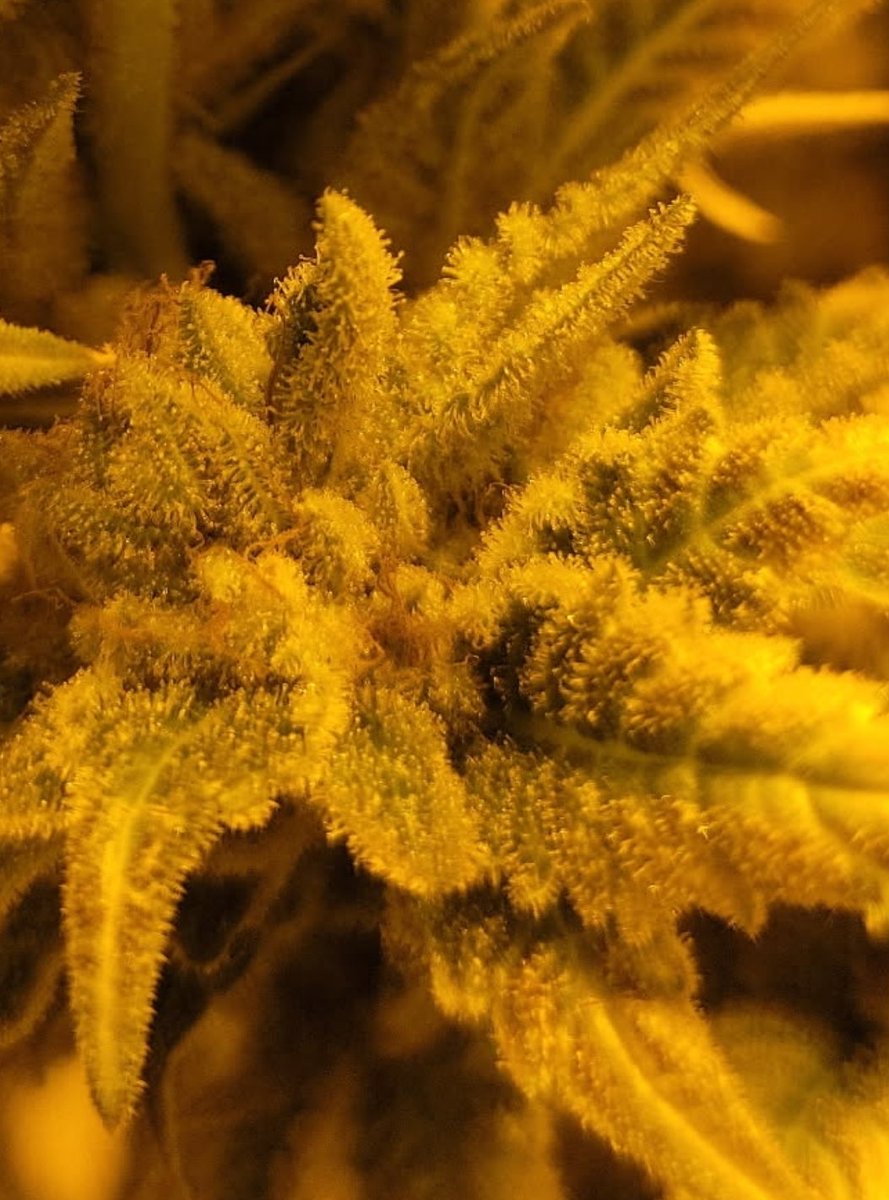 thedocofrape's tweet image. #grower #grow #gas