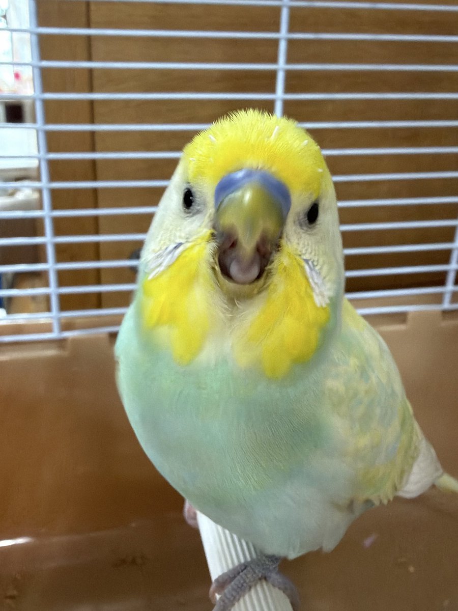さくら tweet media