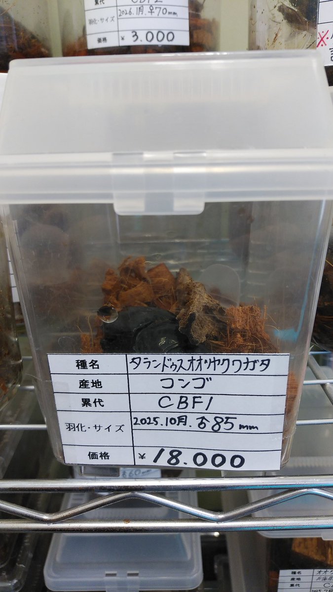 iAjkmsw8OY7GDjv's tweet photo. タランドゥスオオツヤクワガタ♂成虫単品、マリンドッケオオヒラタクワガタ♂3令幼虫入荷しました。
#昆虫ショップくわがたセンセー
#タランドゥスオオツヤクワガタ
#マリンドッケオオヒラタクワガタ https://t.co/4YpjisY8mQ