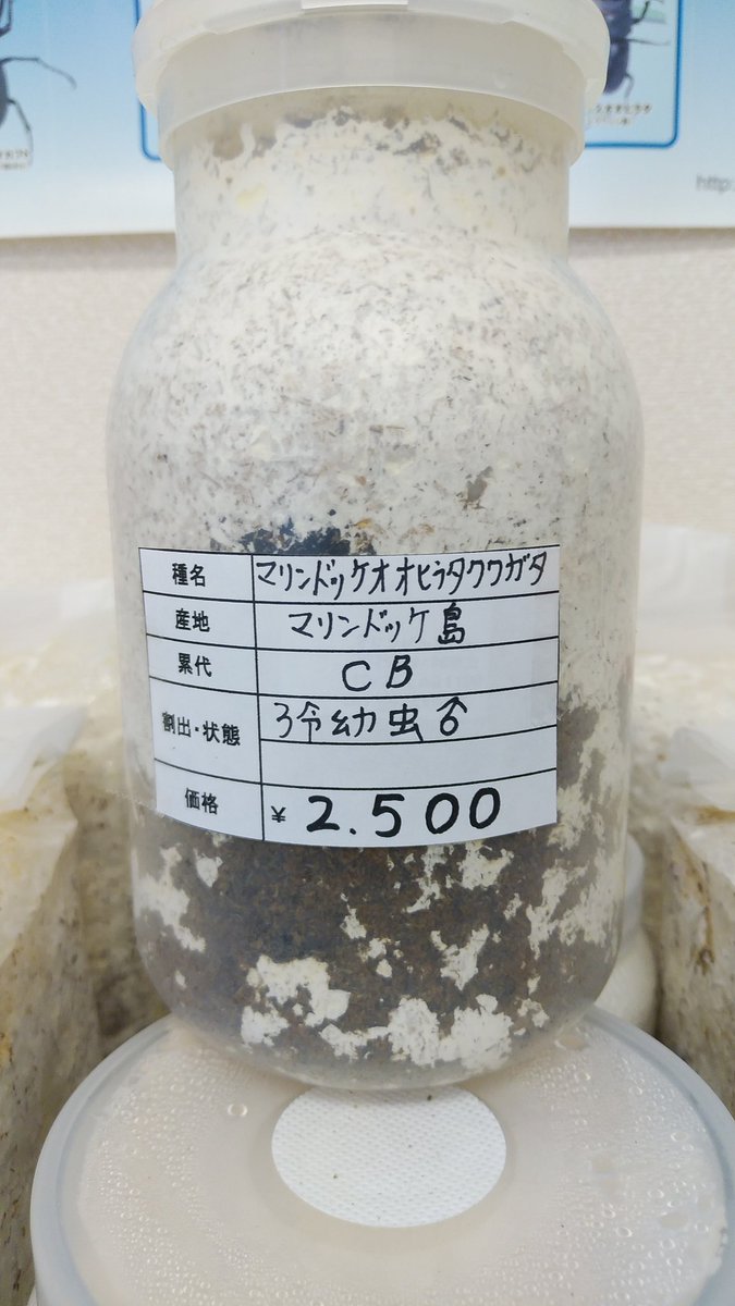 iAjkmsw8OY7GDjv's tweet photo. タランドゥスオオツヤクワガタ♂成虫単品、マリンドッケオオヒラタクワガタ♂3令幼虫入荷しました。
#昆虫ショップくわがたセンセー
#タランドゥスオオツヤクワガタ
#マリンドッケオオヒラタクワガタ https://t.co/4YpjisY8mQ