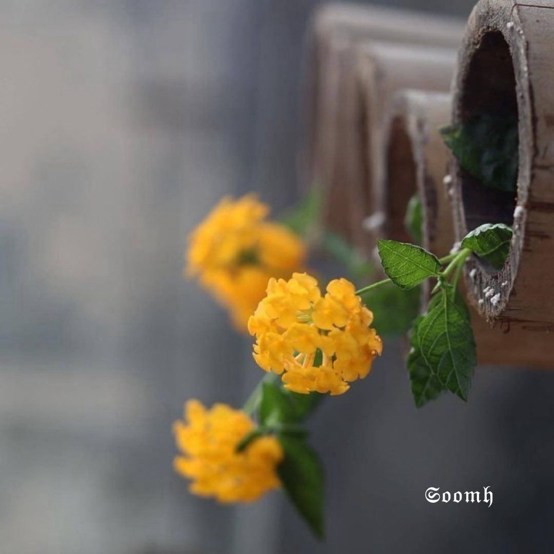 ☕︎𓂃 ִֶָ𐀔ســـومـه tweet media