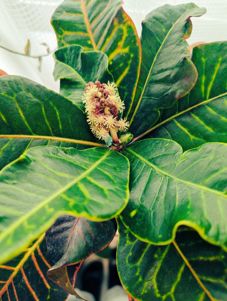 tomorowscafe's tweet photo. 今年もなんと、クロトンの花が咲いてる！昨年は7月頃だったかな？初めての花にビックリしたけど、クロトンの花は珍しいそうで、2年連続咲いてくれた事はとても嬉しい🎶ただ、カラフルな葉が下から落葉してきてるので、それが心配。来年も咲いてくれると良いな✨ https://t.co/QHnM8qVYXi