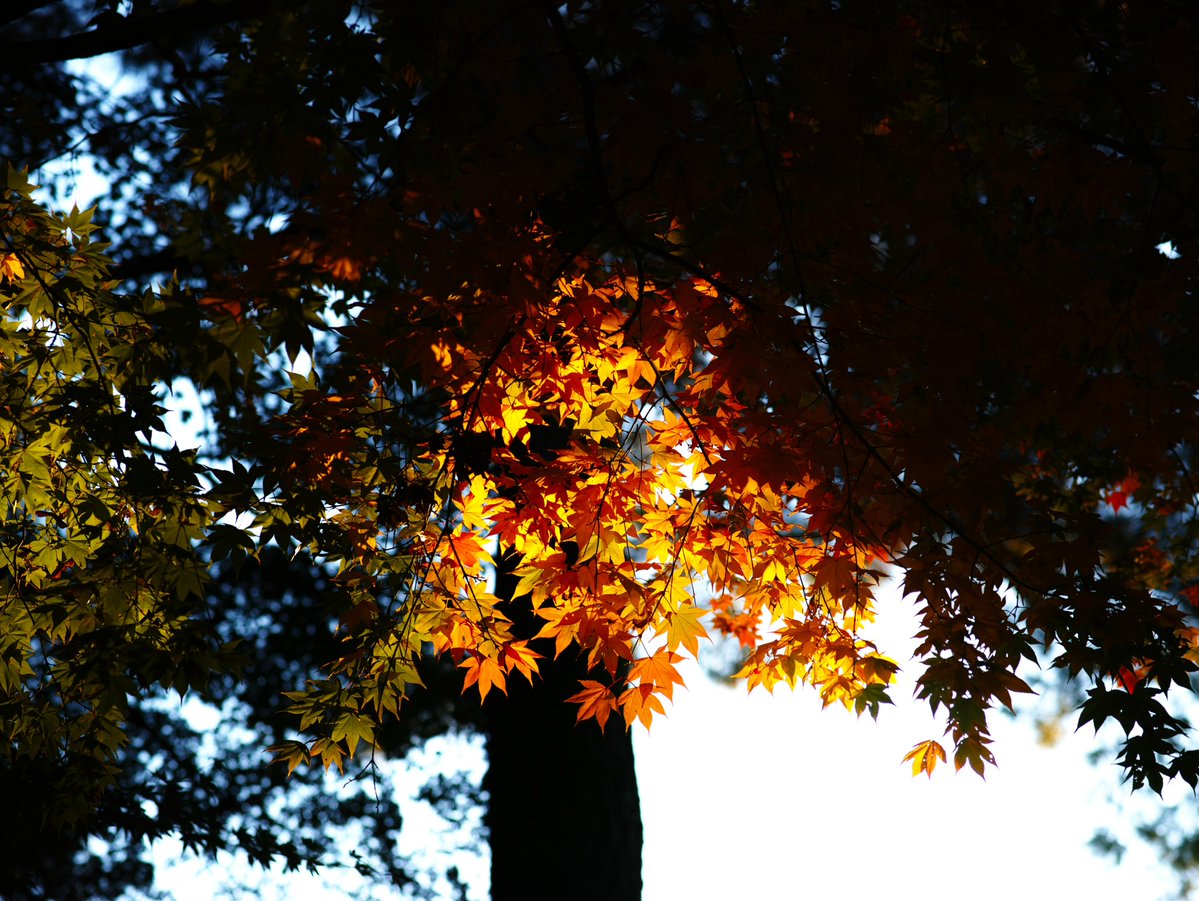 Take_Kuroki's tweet image. Leaf
葉

#NaturePhotography #nature #photography