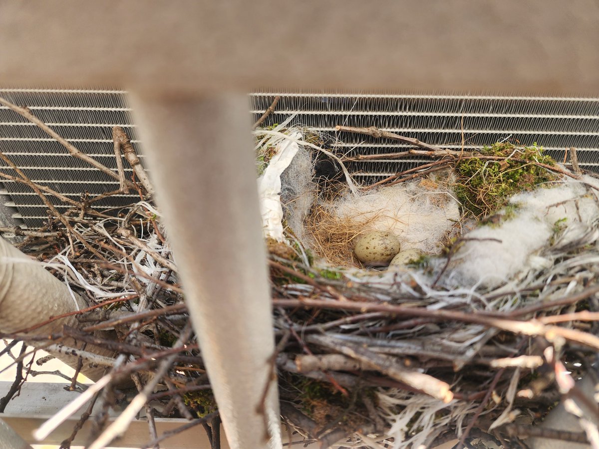 몽실 (트친소) tweet media