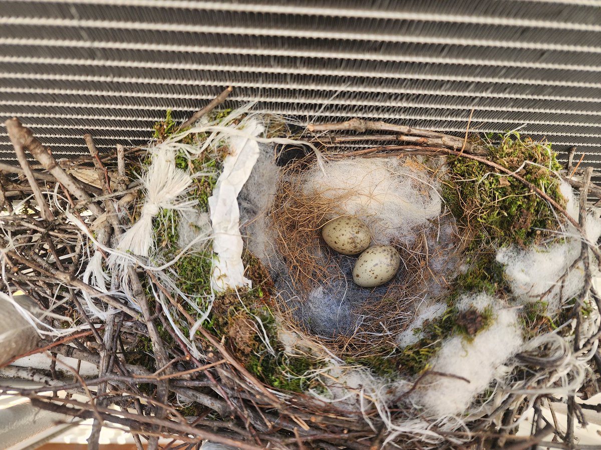 몽실 (트친소) tweet media