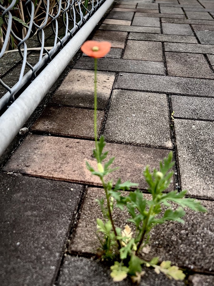 八谷誠賢(競輪選手） tweet media