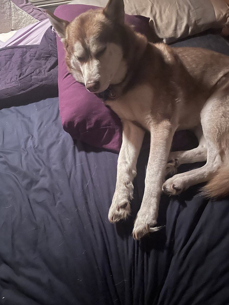 I put the massively expensive pillow in between his sleep area and mine so it can be used as a border. 

He didn’t agree with the terms. 

P.S: Pretty sure he gave the Okay to sell his feet pics for money