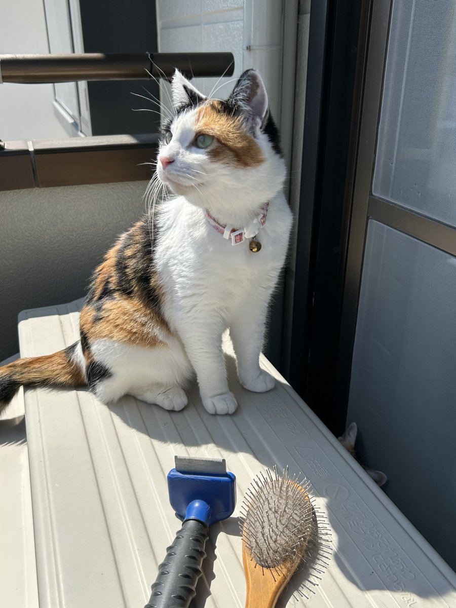 三毛猫みく💕 元気いっぱいの3歳児
突然のピンポ〜ン以外は怖いものなし💦

先輩三毛るり と仲良しだけど
さりげなく気をつかうところもあり…

先輩が飼い主に甘えている時は
見て見ぬふり…決してジャマしない😅

そして自分の番では思いっきり甘えてくる
気配りのできる大人のみく です🥰

#三毛猫