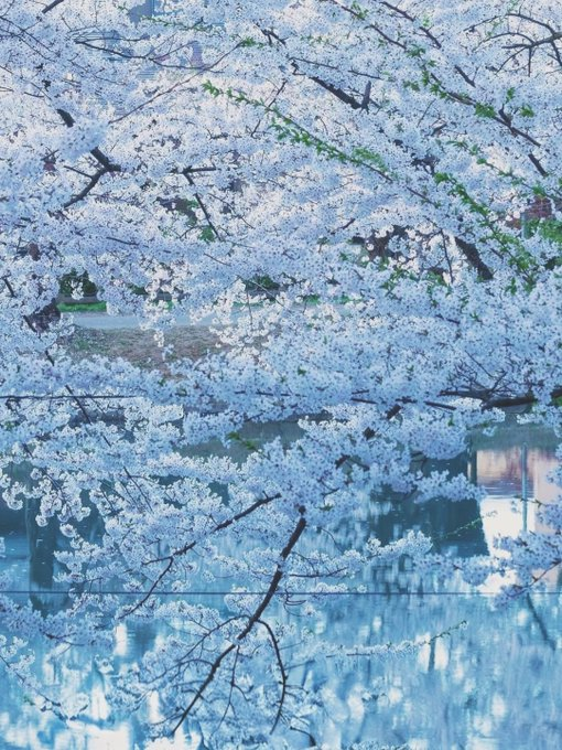 ucupsal's tweet photo. 水面に映る桜、まるで水の中にも春が広がってるみたい。 https://t.co/N8otsbLNXL