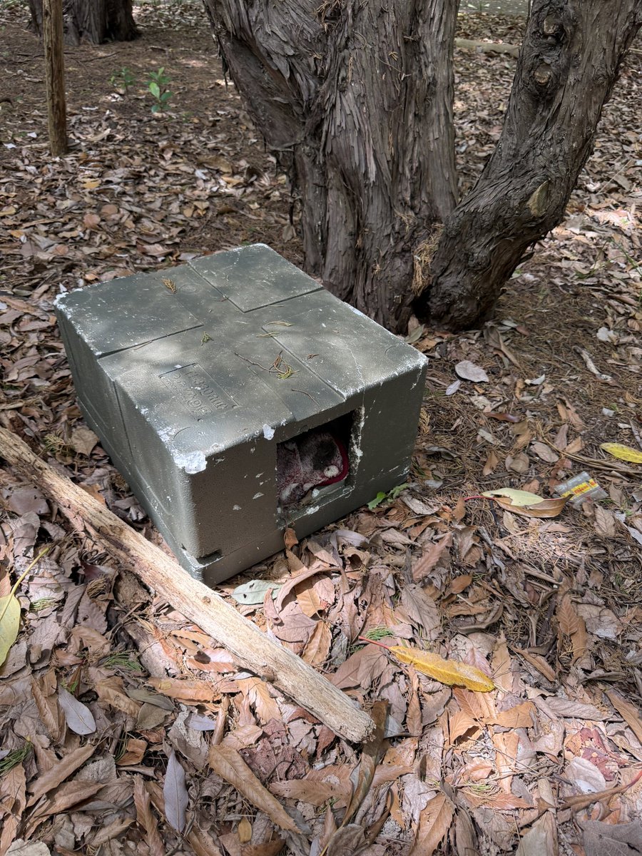 ポンション tweet media