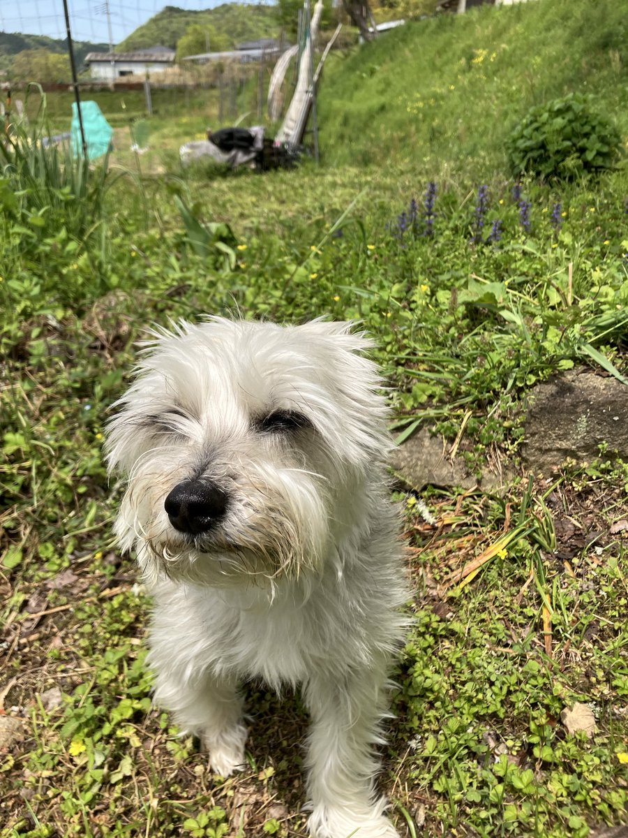 douman with dog tweet media