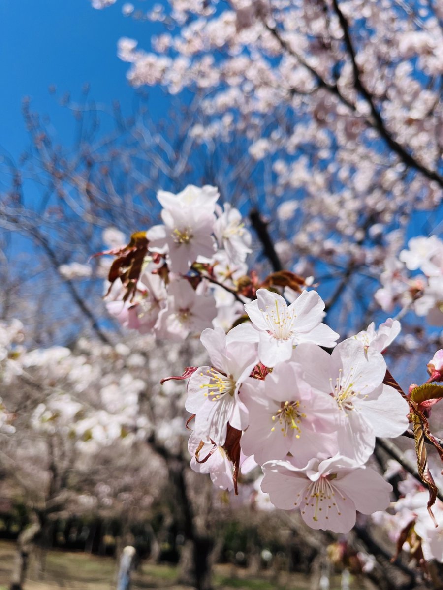 🌸#ごきげんようじ 🌸 36号線のごきげん中継 桜の名所!北海道神宮からお送りしています🌸 #stvradio