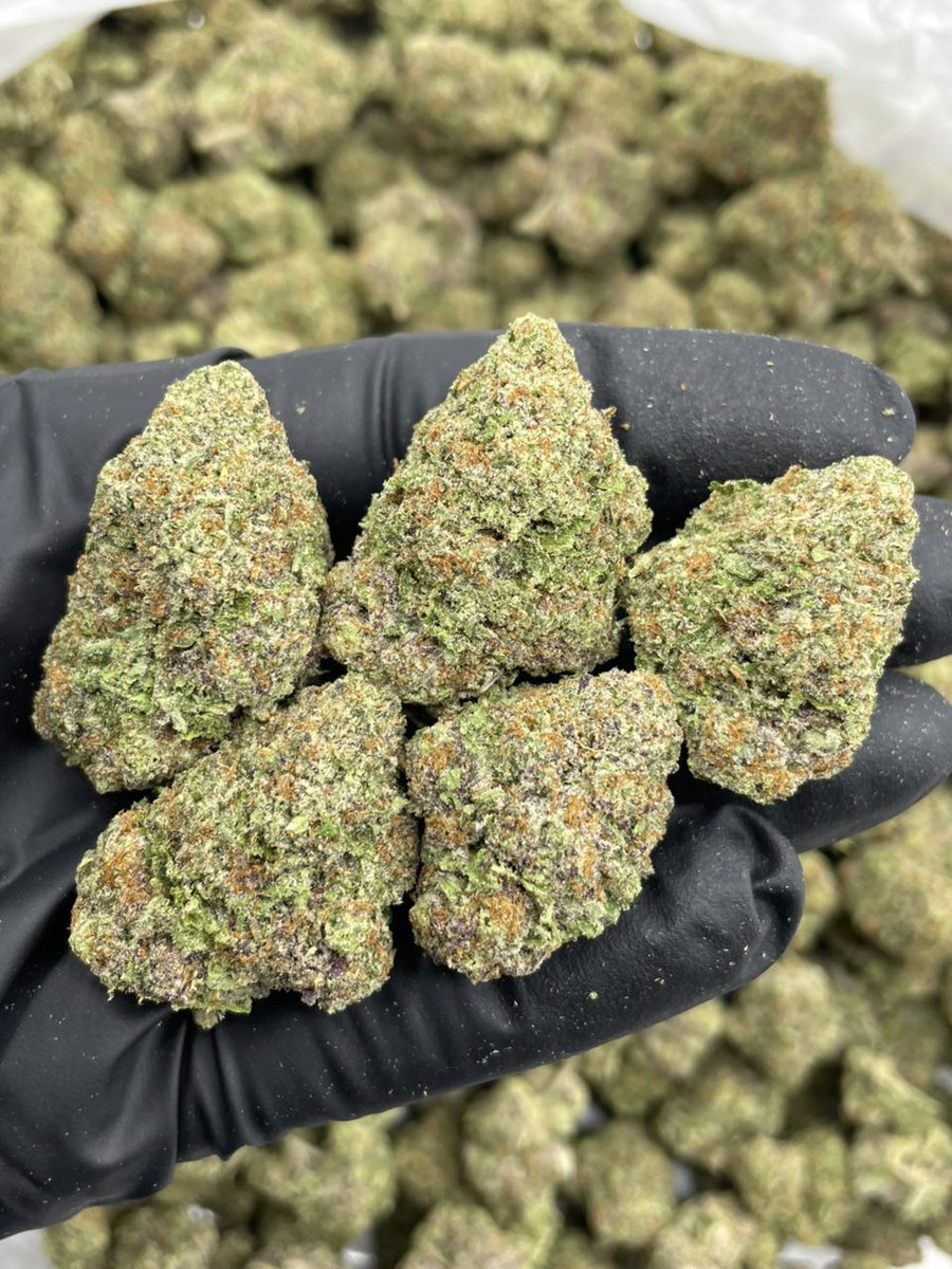 og_smoka's tweet image. Feeling sleepy already? Then try Cherry Lemonatti mixed lights 🍒 
Bomb indoor passable bag with high frost coverage and a little color! Sweet lemonatti nose mixed with cherry Dosi #420Community
#420Friendly
#CannabisCommunity
#StonerFam
#Mmemberville