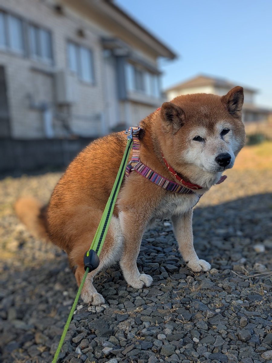 おちょ tweet media