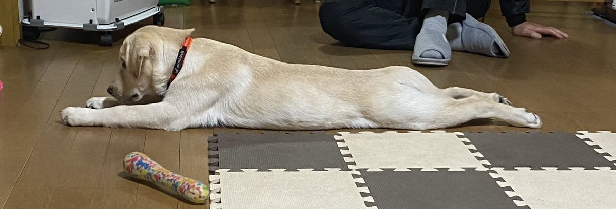 ちっさい頃からよく伸びる子でした