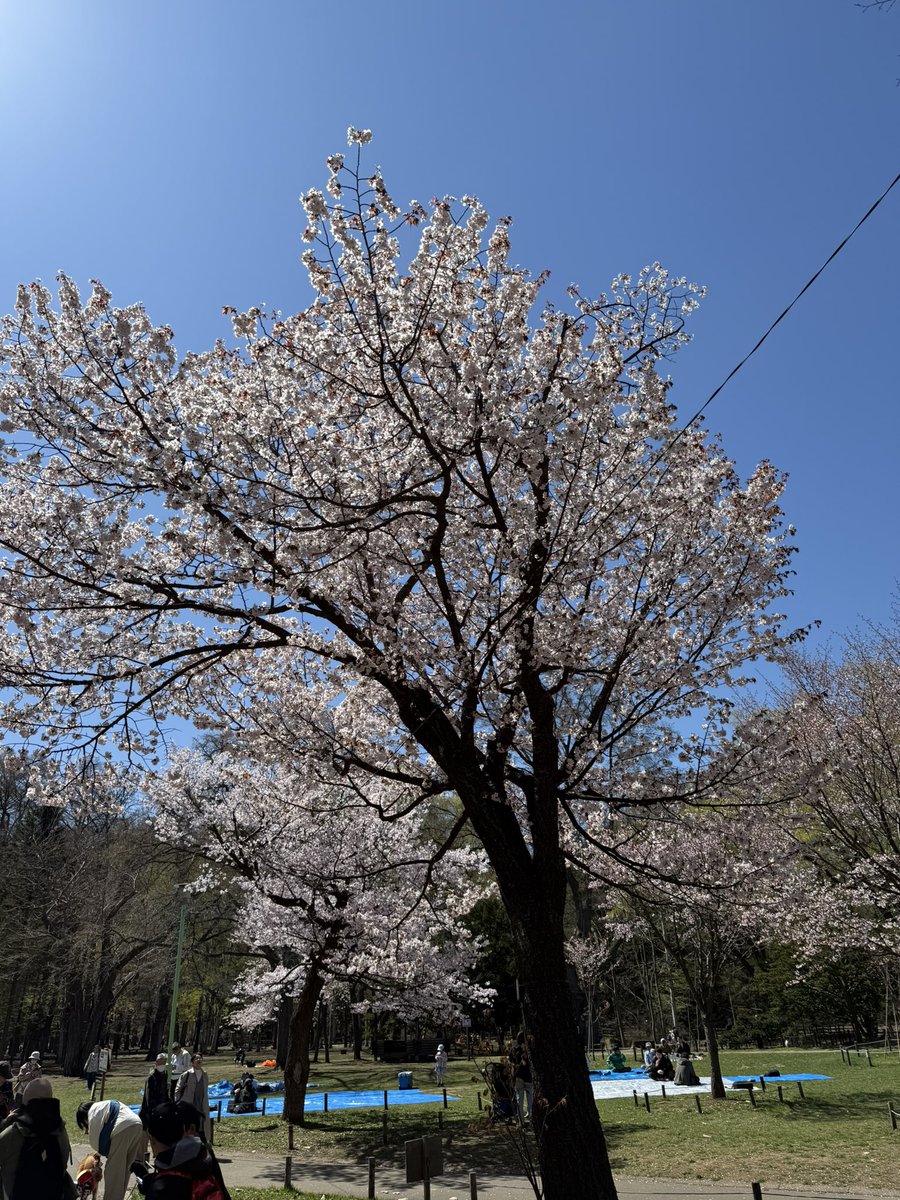 炙りハツ tweet media