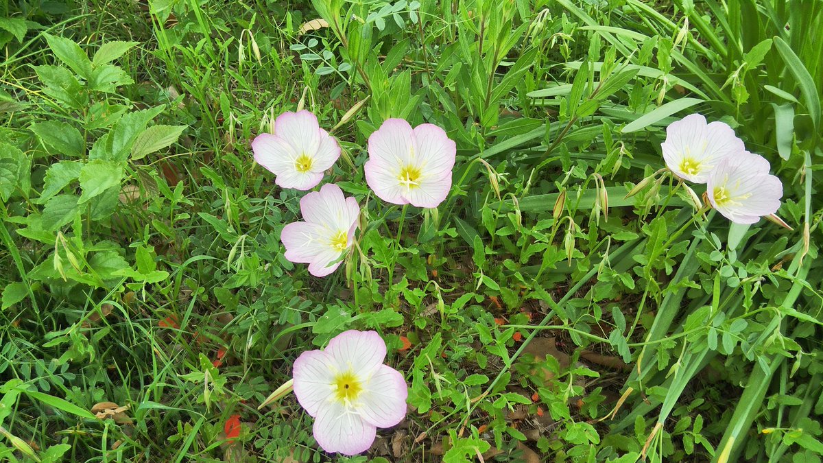 高速なレッドマウス@2026年4月なのです！春ですねぇ… tweet media