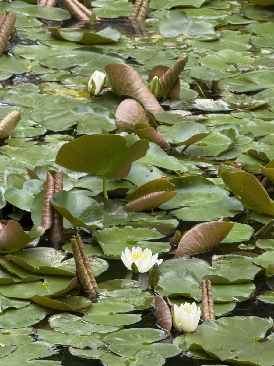 栗田昌裕 tweet media