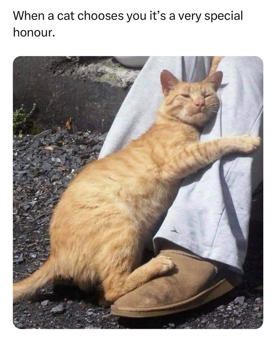 Cats and Kittens tweet media