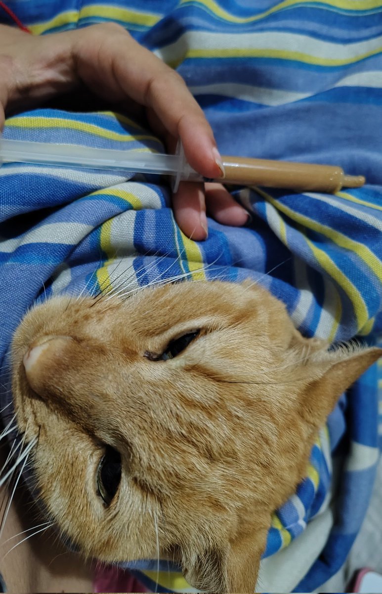 RT NO MEU FIXADO, me ajuda a salvar meu gatinho tweet media