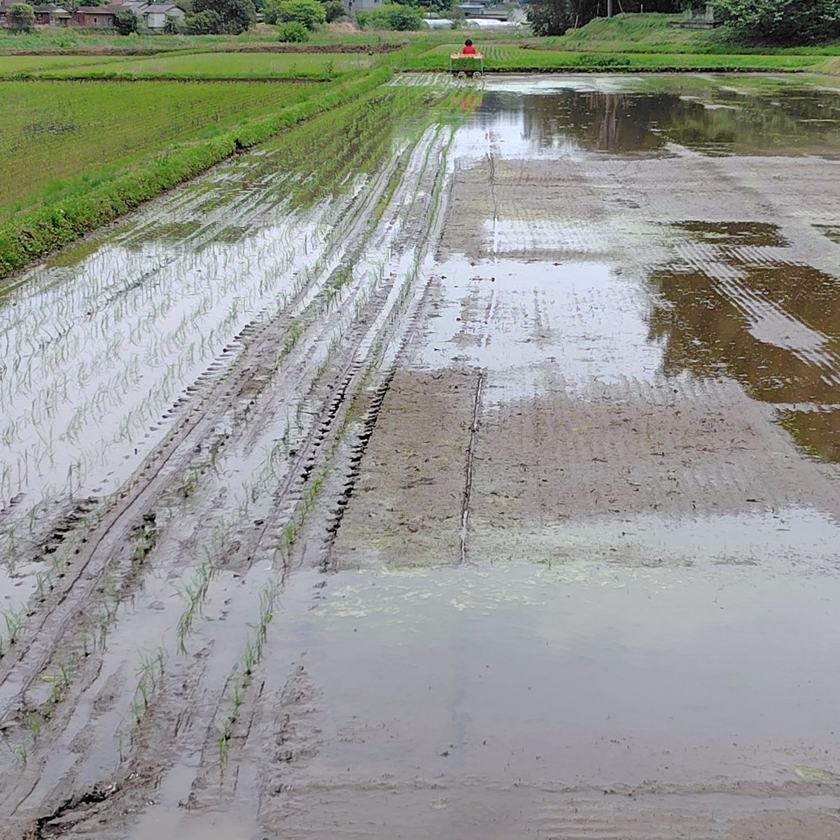 光希(こうき) tweet media