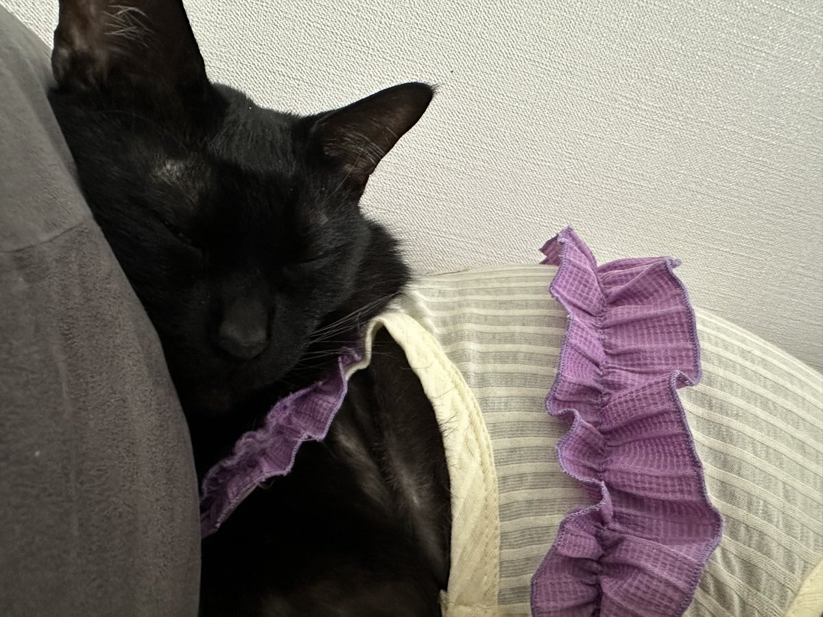 ぱぱらっち tweet media