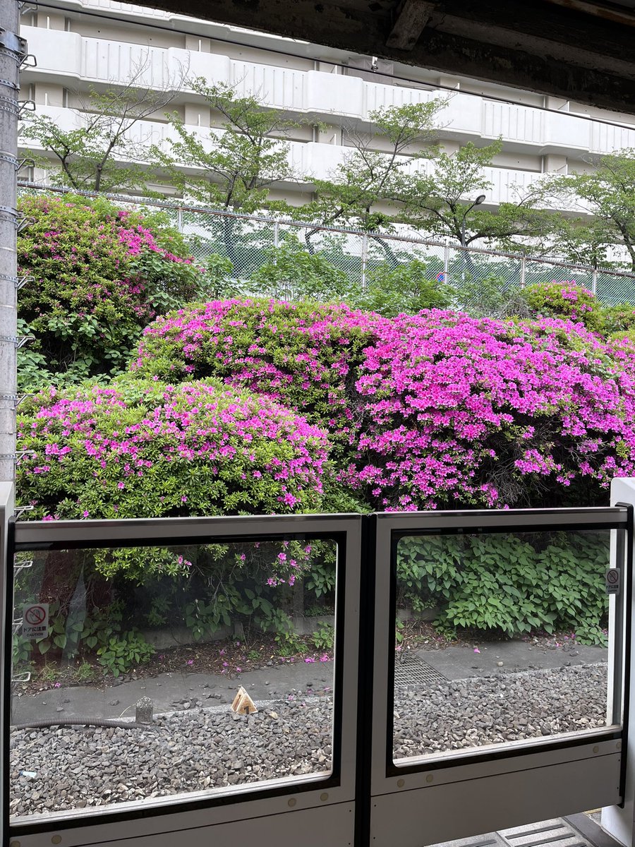 山手線駒込駅のつつじ