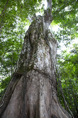 Cortador de Clipes tweet media